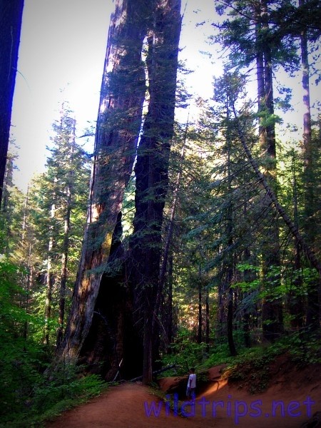 Sequoie giganti nello Yosemite